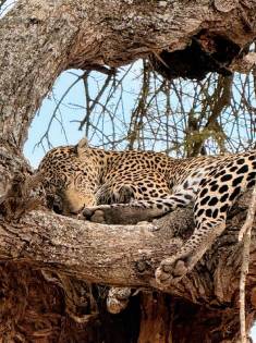 Africa Travel Safari & Tours (Africa TST)