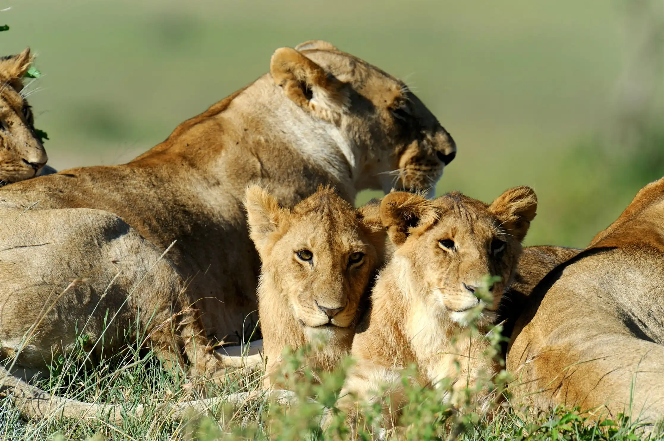 Ikon Safaris Website Preview - Curated Tanzania Experiences
